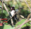 Bee Hummingbird