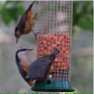 Red-breasted nuthatches.