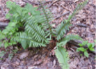 One of the ferns along the trail