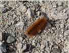 Woolly Bear caterpillar