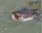 Black Bullhead Catfish.