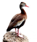 Black-bellied Whistling-Duck.