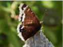 Mourning Cloak butterfly.