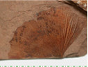 Ginkgo Biloba MacAbee BC fossil leaf